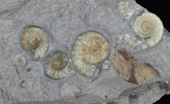 Promicroceras Ammonite Cluster - England #30739